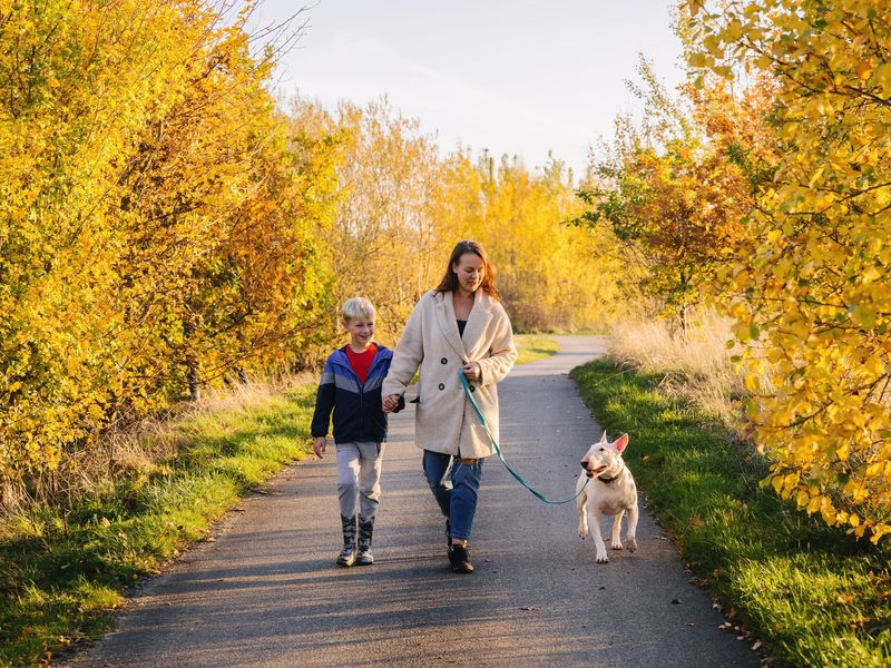 Mother and son walking their white English Bull Terrier dog through the park.