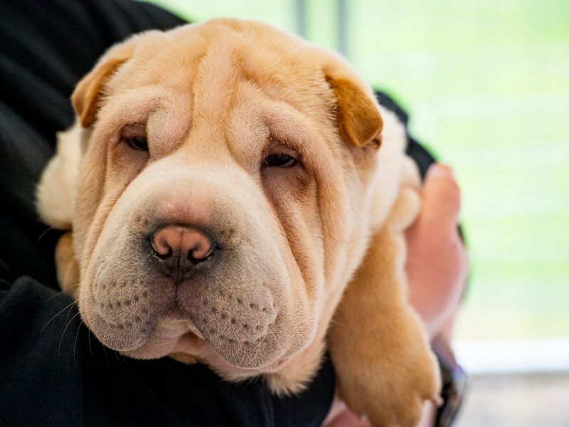 Sean the smuggled puppy is rescued by Dogs Trust