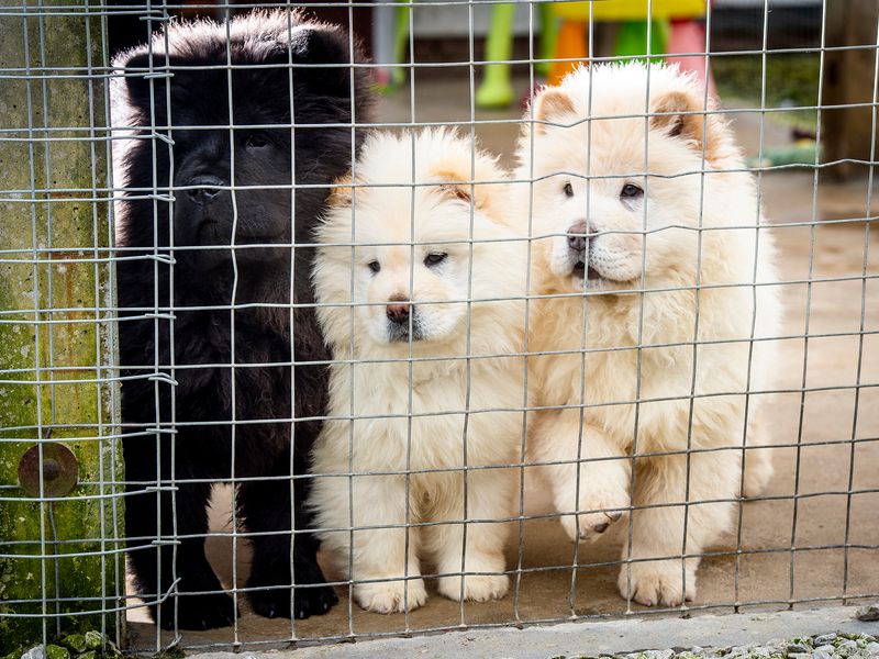 Bailey the Chow Chow puppy and his brothers trafficked illegally by puppy smugglers