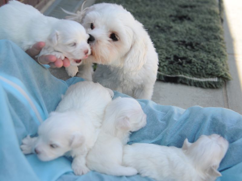 Snowy the Bichon Frise with her puppies