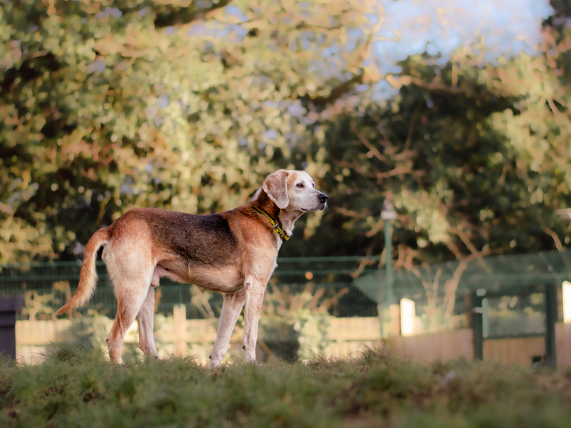 Beagle cross dog standing outdoors in nature