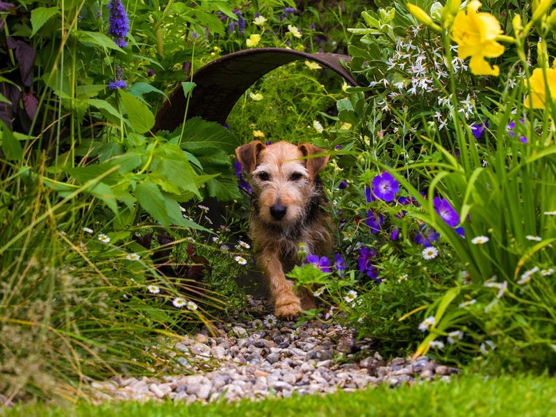 Terrier dog walking through flowers at Hampton Court