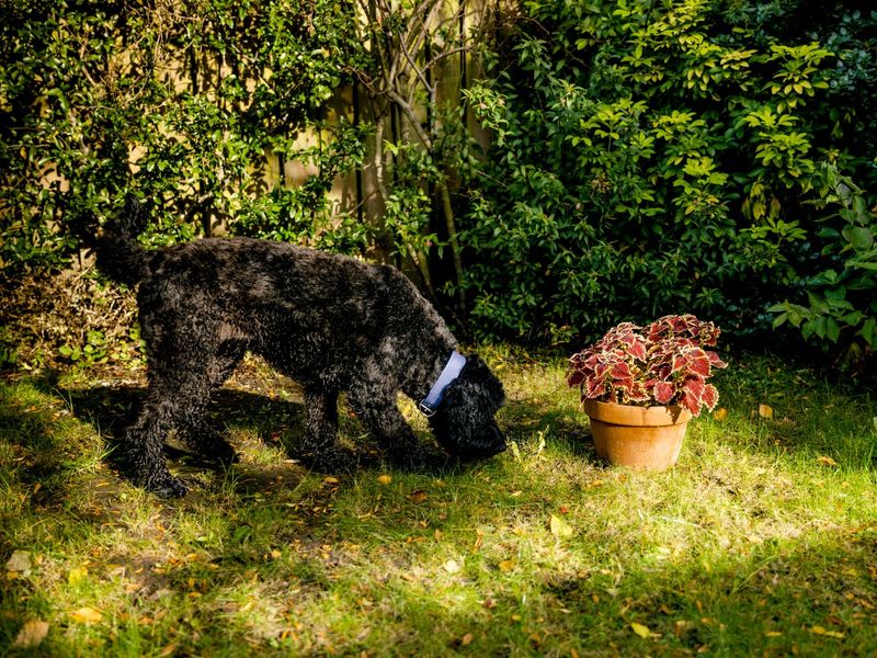 Black spaniel dog sniffing around green grass, next to a planted pot. 