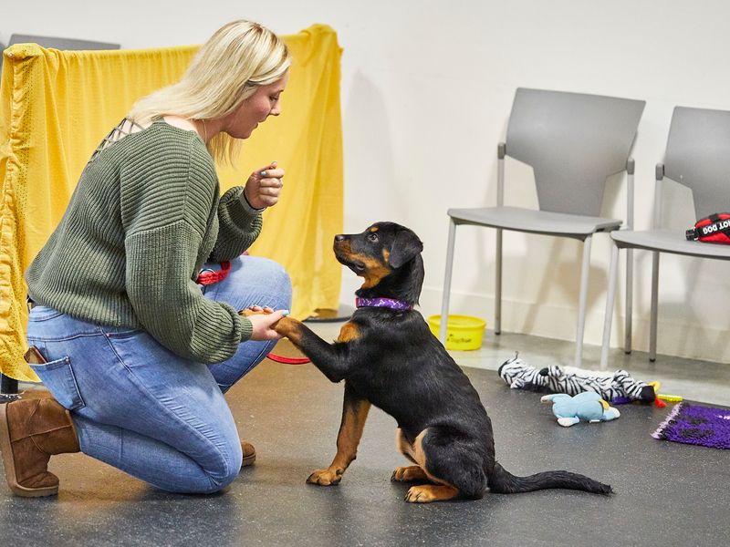 Rottweiler puppy giving paw at Dog School