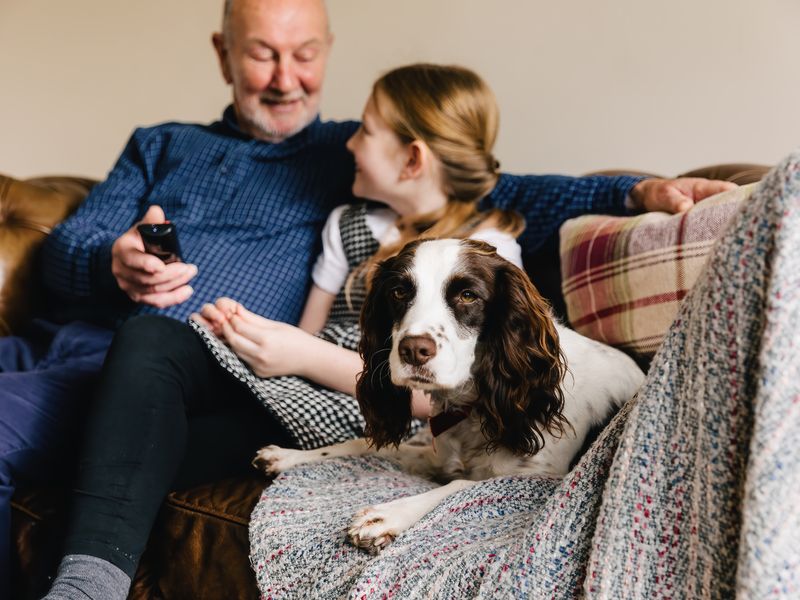 White and brown spaniel dog sitting on a grey blanker on a sofa with a old man and little girl.