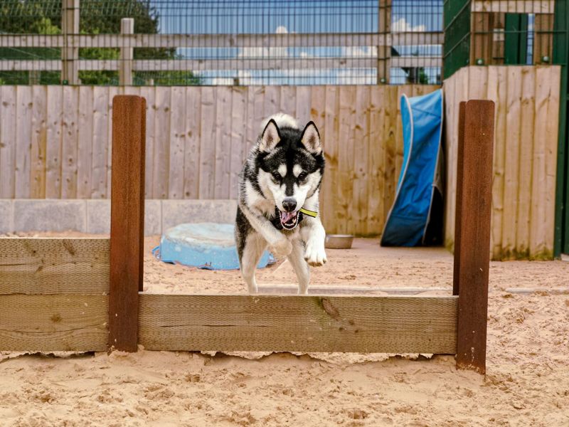 Siberian Husky dog jumping over wooden hurdle in a sand pit playground.