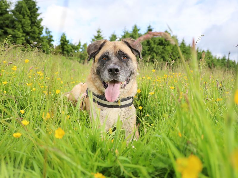  Bruno the German Shepherd Dog goes for a walk