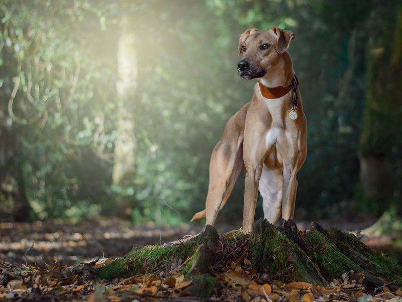 George the Underdog sitting in a forest