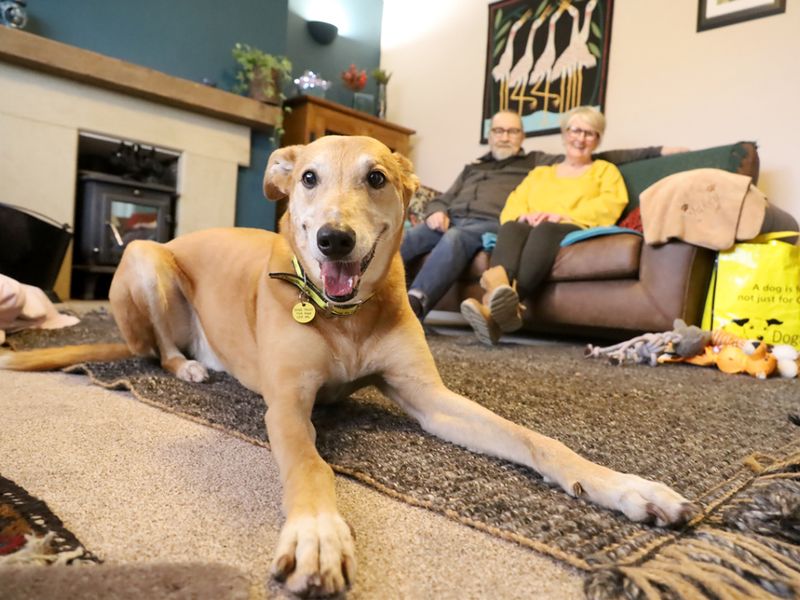 Jake the Underdog settles in at his forever home
