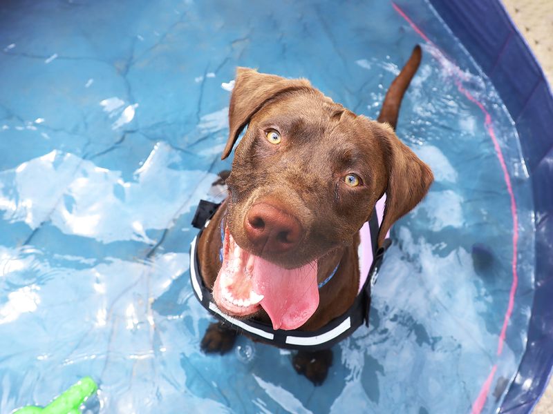 Loki the chocolate Labrador in the paddling pool
