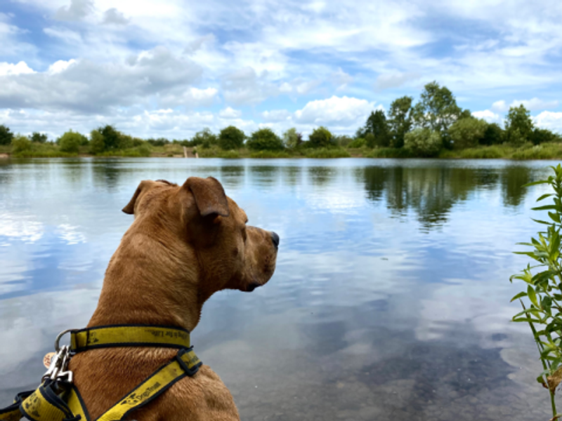 Dog looking out over a river
