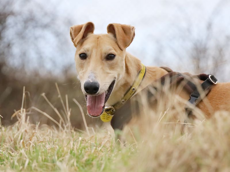 Rupert the Lurcher puppy resting in a field