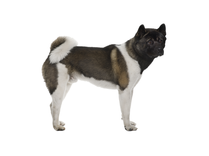Akita dog on a transparent background