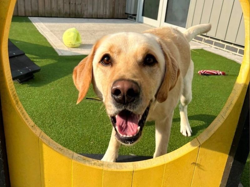 Yellow lab looks through yellow tunnel
