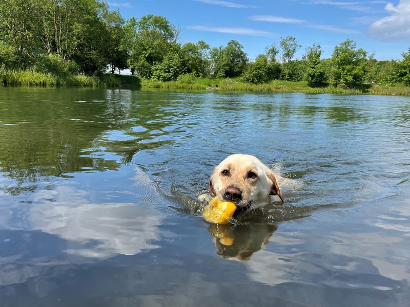 Yellow lab swims in lake with toy in mouth