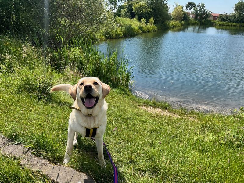Yellow lab sits next to a lake looking to camera