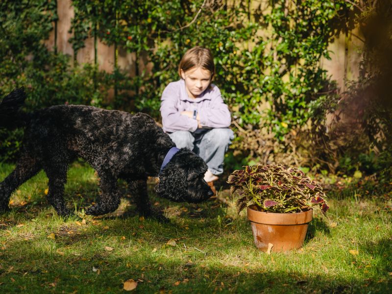 Help Your Child Cope With The Loss Of A Pet | Dogs Trust
