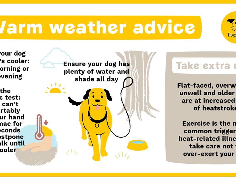 Hot weather advice for dogs infographic which recommends walking your dog early morning or late evening, during the tarmac test for five seconds and ensuring your dog has plenty of water and shade on hot days. Take extra care with flat-faced, overweight, unwell and older dogs and to not let dogs get over-exterted.