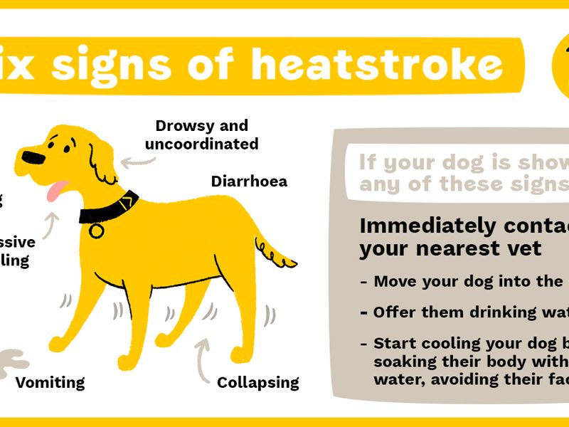 Six signs of heatstroke infographic depicting signs to watch out for of dog heatstroke during hot weather: heavy panting, excessive drooling, vomiting, drowsy, collapsing and diarrhoea. If your dog shows any of these signs then contact your vet immediately. Whilst you wait move them to the shade, give them water and cool their body by soaking then with cold water, avoiding the face.