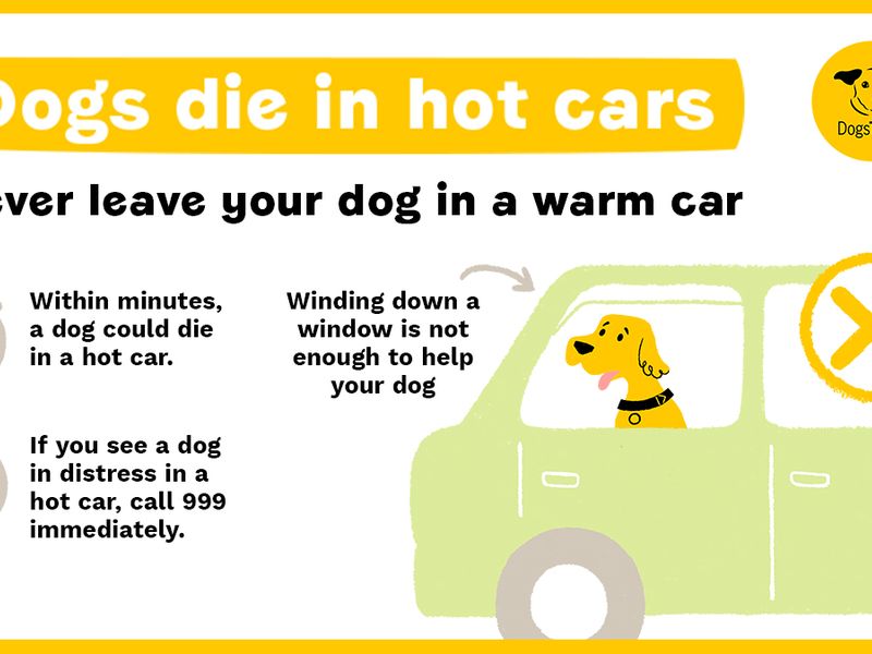 Dogs die in hot cars infographic which includes info on not leaving your dog in a warm car during hot weather as they could die in minutes and winding the window down is not enough. If you see a dog in distress call 999.