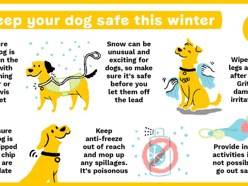 Infographic about keeping your dog safe during winter. Make sure that your dog is microchipped and visible in the dark when on walks and snow is safe before letting your dog off lead. After walks wipe your dog down and keep anti-freeze out of reach. If going out isn't possible then provide indoor enrichment.