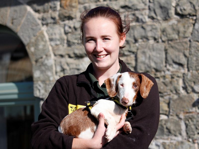 Dixie the blind white and tan Dachshund in the arms of a Canine Carer.