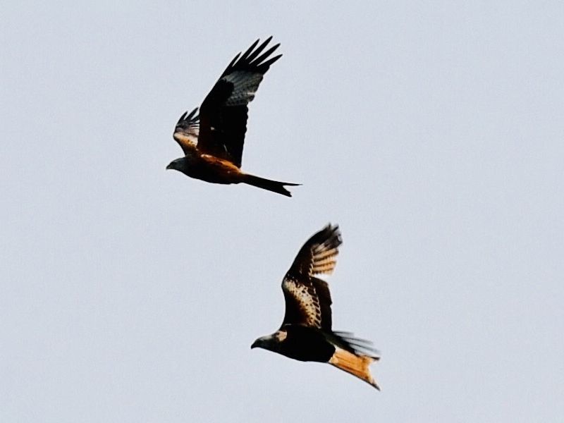 Two red kites flying in the air.
