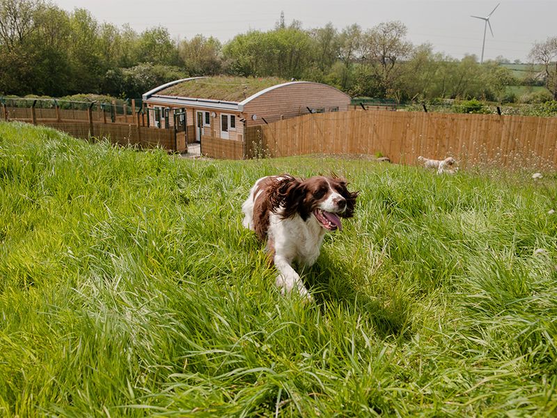 Loughborough Rehoming Centre exterior zoomed out with a brown and white Spaniel dog running in on some green grass.