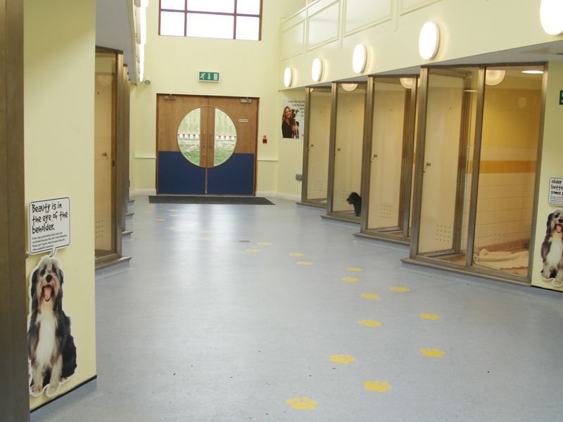 Salisbury Rehoming Centre interior at the kennel hallway.