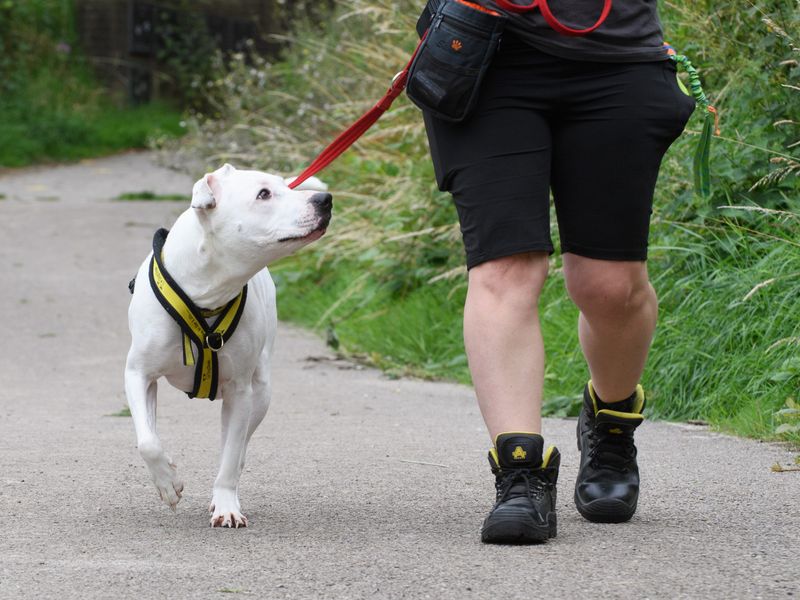 Staffordshire Bull Terrier walking on lead with his carer