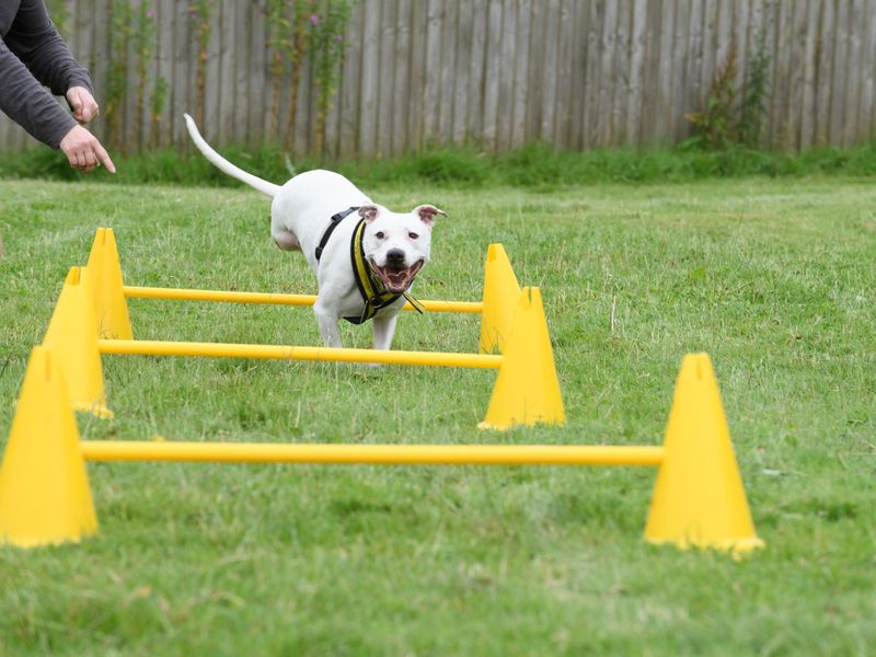 A Staffordshire Bull Terrier hopping over an agility jump