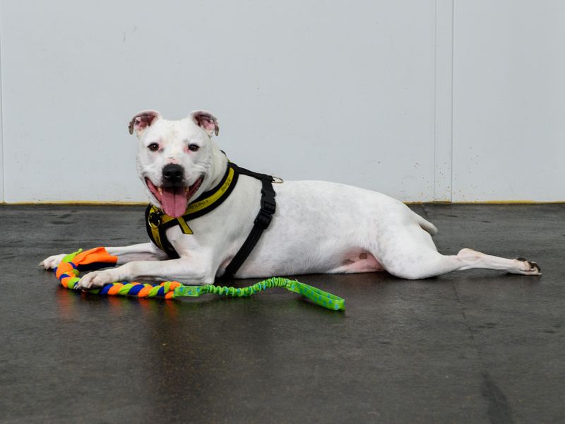 A Staffordshire Bull Terrier lying with his tug toy