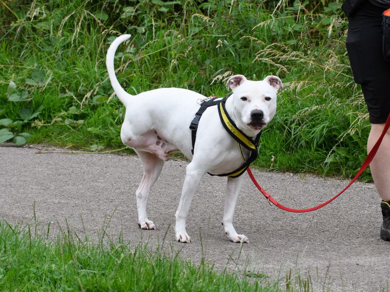 A white Staffordshire Bull Terrier with three legs walking on lead