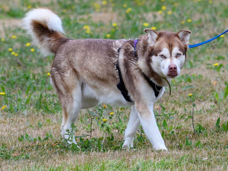 Forest walking in a field, looking at the camera with his tongue out.