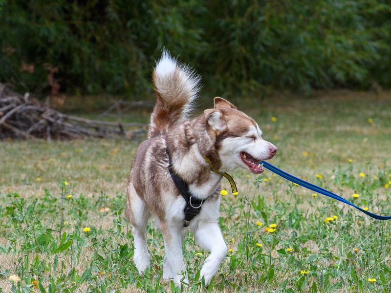 Forest trotting on lead.