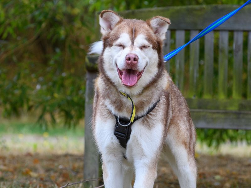 Sponsor dog Forest, a brown Husky cross, facing the camera and squinting with his mouth open and tongue sticking out.
