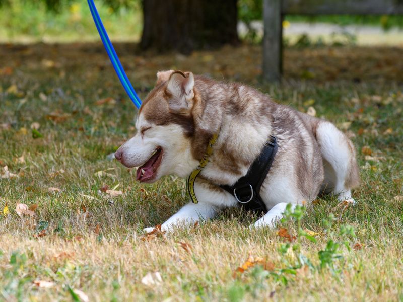 Forest relaxing on the grass.