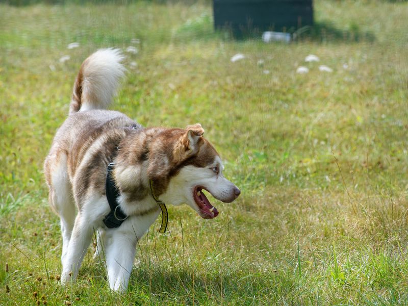 Forest playing in the grass.