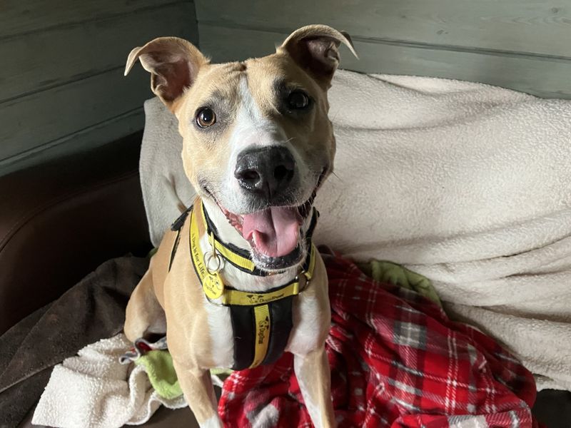 Tan and white lurcher cross, Lucy Longlegs, sitting on the sofa with a blanket.