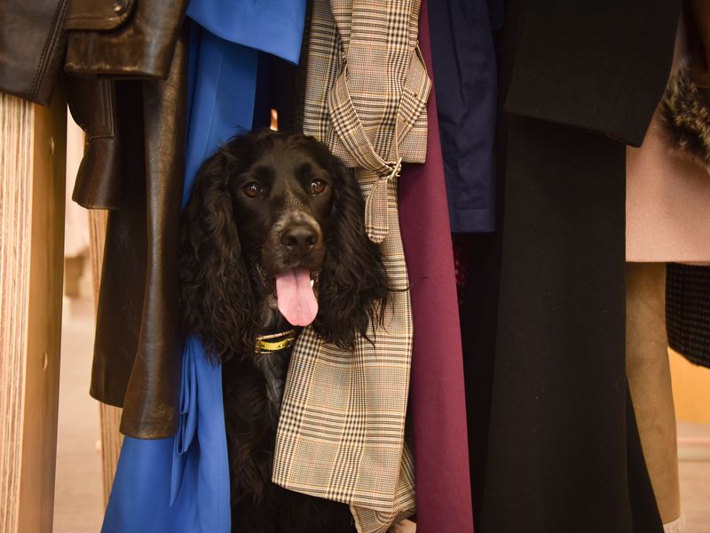 A black Spaniel dog pops its head out from a clothes rack, with his tongue sticking out.