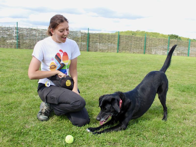 Sponsor dog Tobias, playing with a Canine Carer.