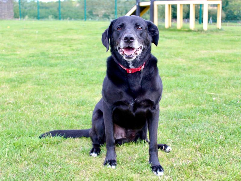 Sponsor dog Tobias, sitting on grass.