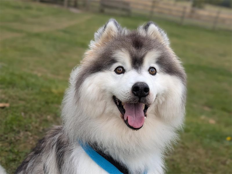 Tang a white and grey Alaskan Malamute, looking at the camera with hi mouth open