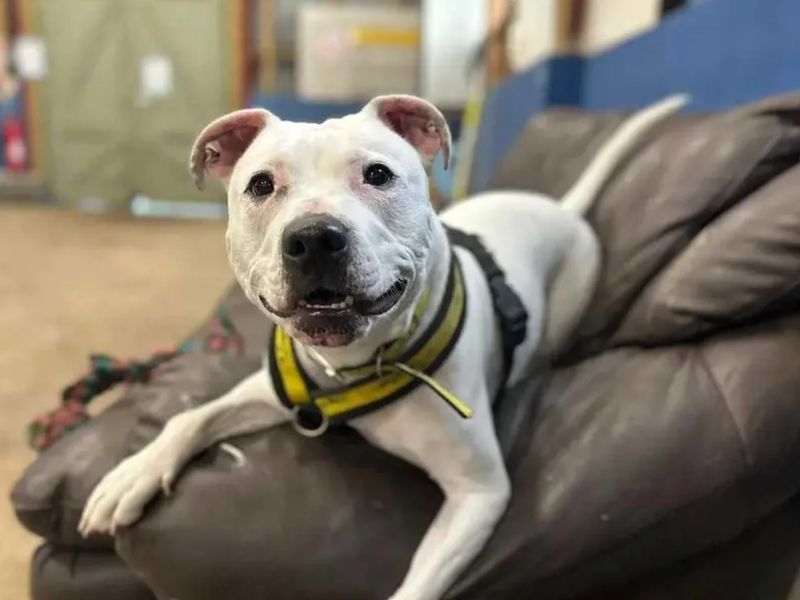 A white and black Staffordshire Bull Terrier on a brown sofa