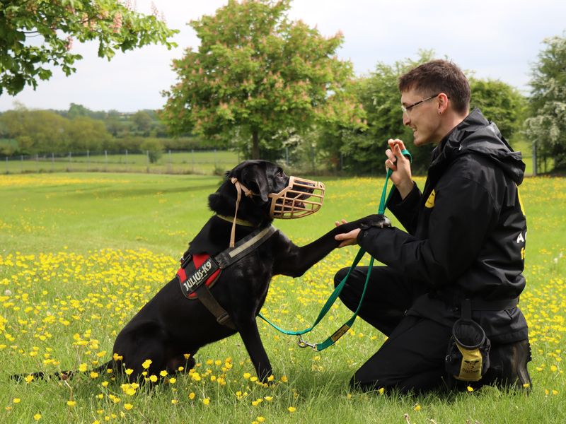 Sponsor dog Tobias, giving his paw to a Canine Carer.