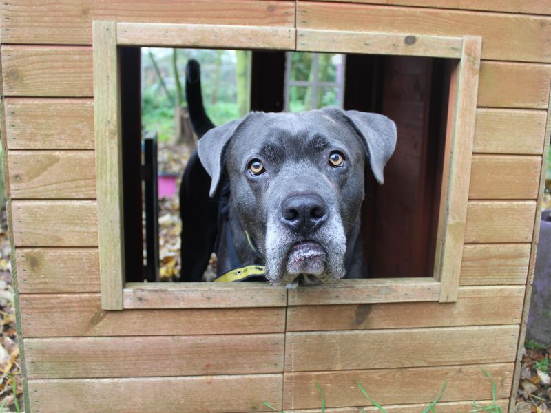 Sponsor dog Moose, looking through the window of an outhouse.