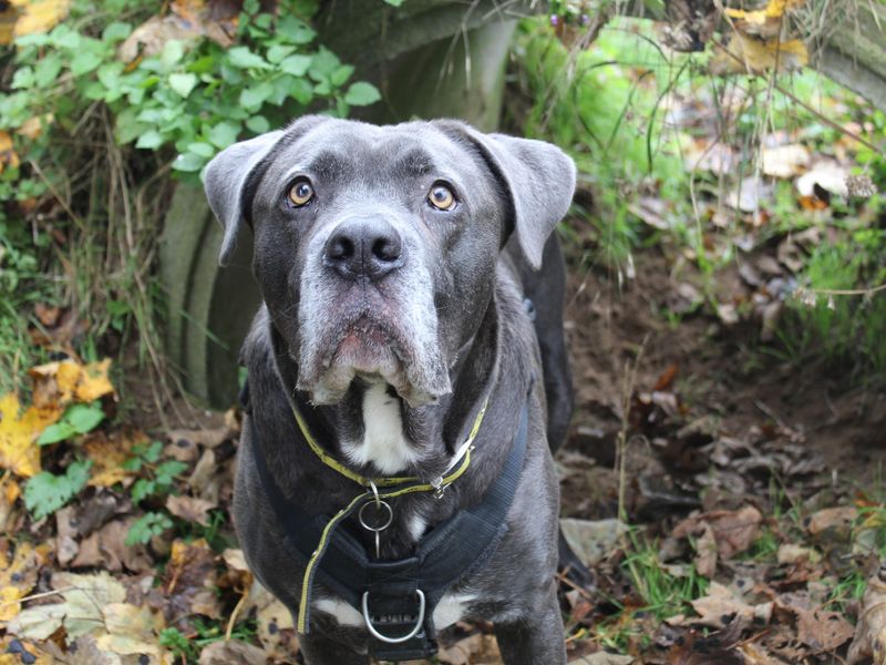 Sponsor dog Moose standing in the woods.