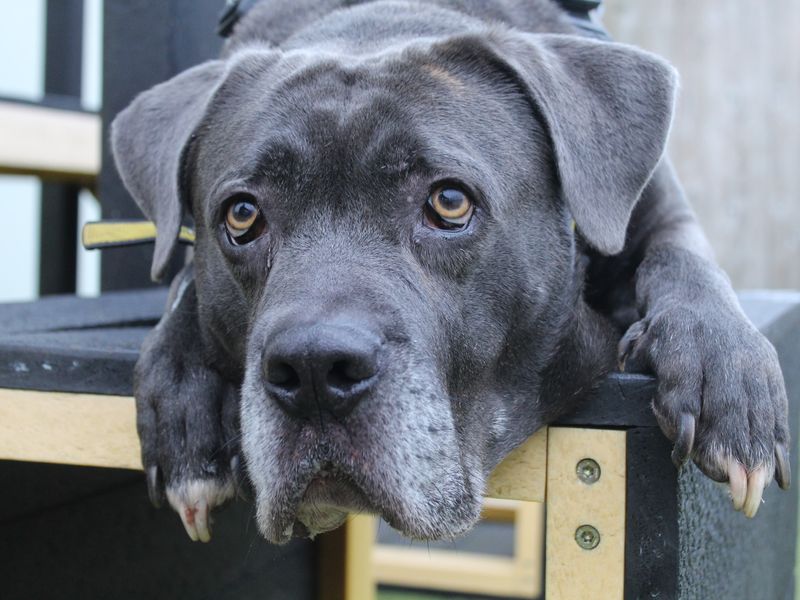 Sponsor dog Moose laying on some agility equipment.