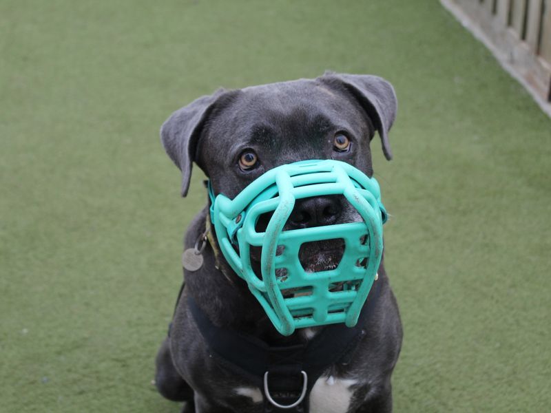 Sponsor dog Moose sitting down wearing a muzzle.