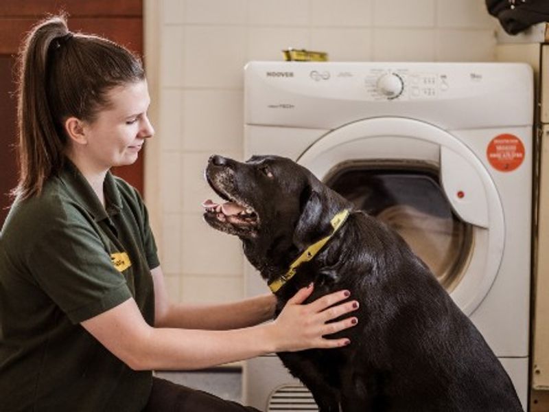 Chocolate labrador looks up at Dogs Trust staff member, inside with a washing machine behind them